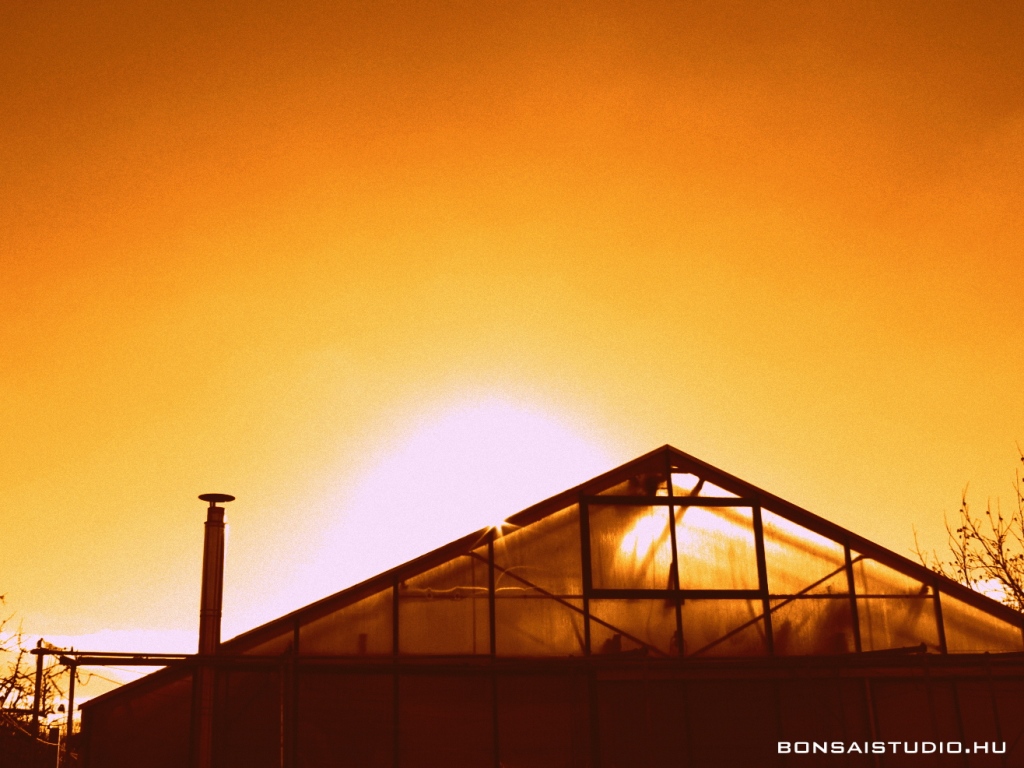 marczika bonsai kerteszet erd hungary bonsai studio